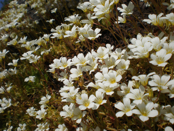 Fiori dalla Norvegia